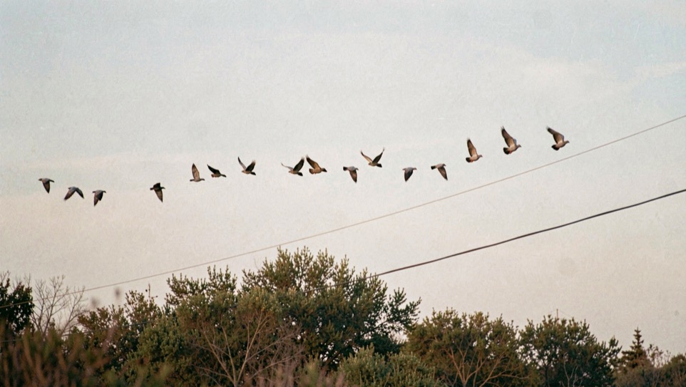 Doves crossing a pale morning sky in a loose line above a low brush canopy, a power line running diagonally below them, no people in frame