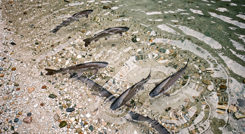Shallow clear water over pale gravel with several dark salmon shapes holding against the current, seen from directly above the bank