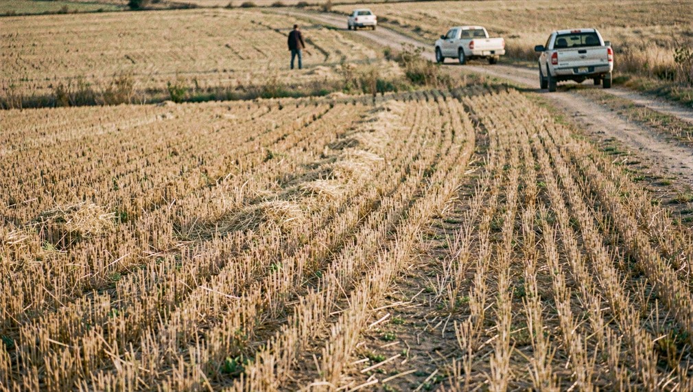 First light over a harvested grain stubble field, two distant figures standing well apart at its edge, pickup trucks parked back down a dirt track