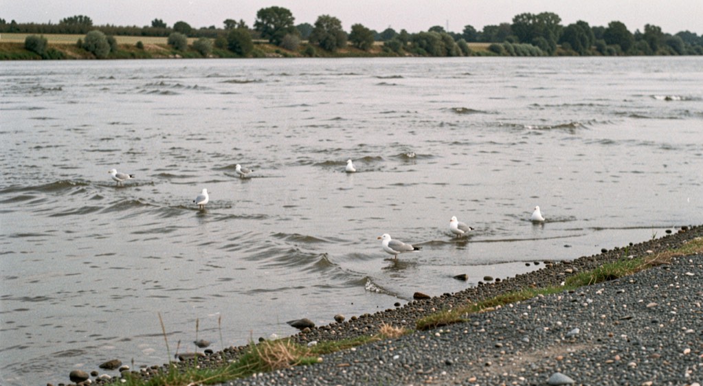 Wide river mouth seen from a low gravel bank, seams of current drawn on the grey surface, gulls working one seam only, no people in frame